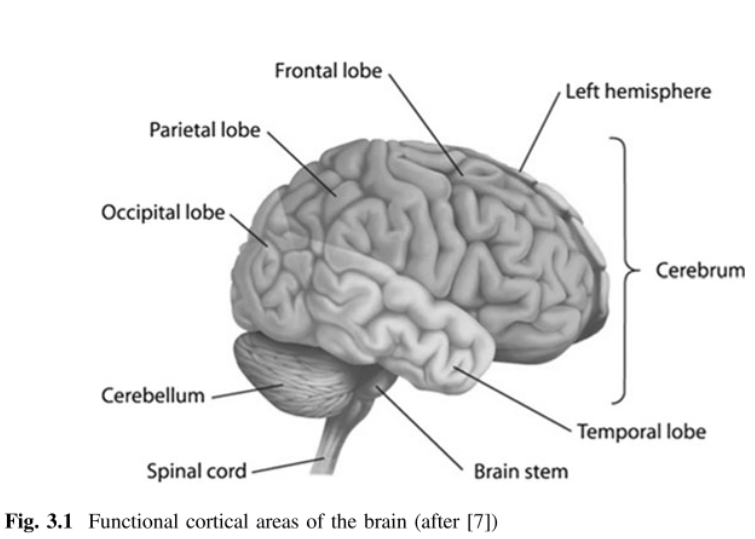 Brain diagram